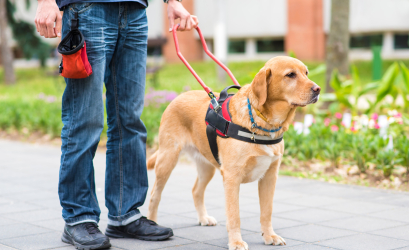 dog guide with blind person